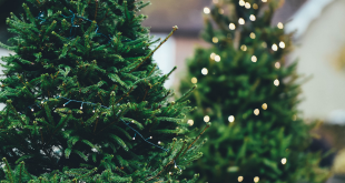 Kerstbomenverkoop Weesp